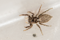 Menemerus taeniatus