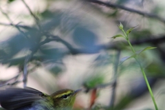 Phylloscopus ruficapilla