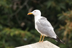 Larus michahellis