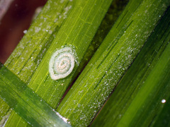 Elysia viridis