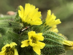 Tupiocoris californicus