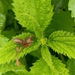 Cerogria quadrimaculata