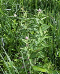 Eupatorium glehnii