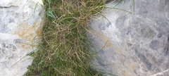 Festuca picoeuropeana
