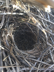 Cercotrichas coryphoeus