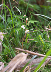 Pyrola alpina