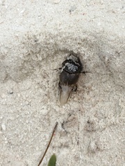 Digitonthophagus