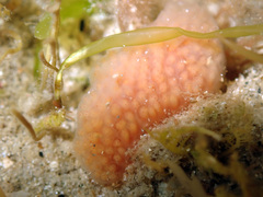 Morchellium argus