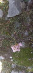 Armeria cantabrica