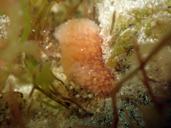 Morchellium argus