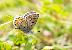 Icaricia lupini texanus