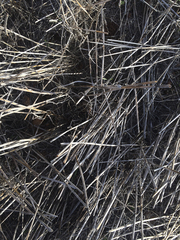 Cercotrichas coryphoeus