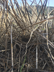 Cercotrichas coryphoeus