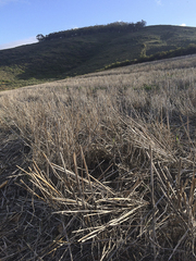 Cercotrichas coryphoeus