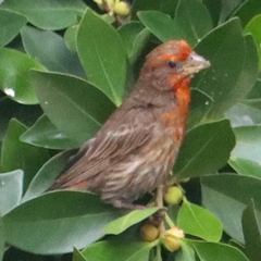 Haemorhous mexicanus