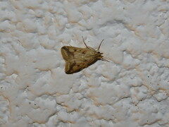 Achyra bifidalis