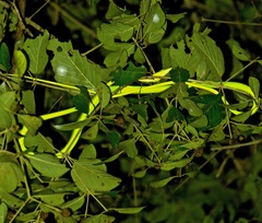Ahaetulla