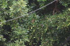 Haemorhous mexicanus