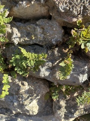 Oeosporangium