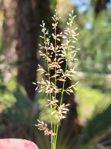 Gophertail lovegrass (Eragrostis ciliaris)