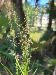 Eragrostis ciliaris