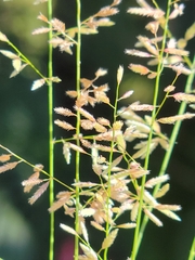 Eragrostis ciliaris