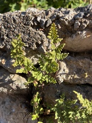 Oeosporangium