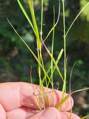 Eragrostis ciliaris