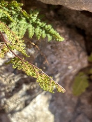 Oeosporangium