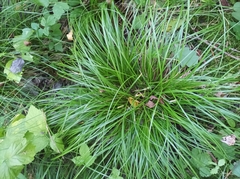 Carex elongata