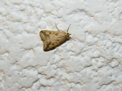 Achyra bifidalis