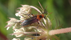 Macrosiagon limbata