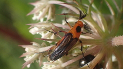 Macrosiagon limbata
