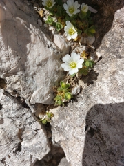 Cerastium uniflorum