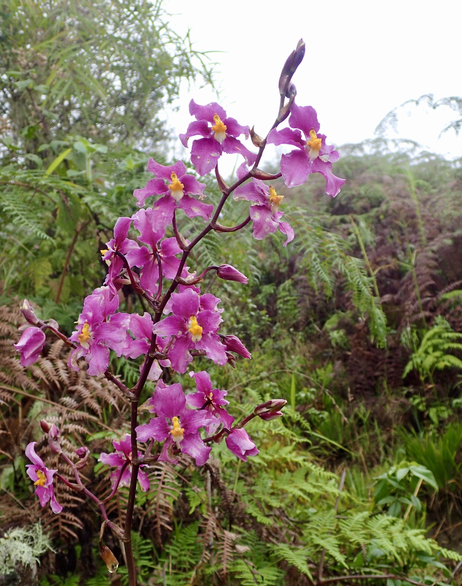 Cyrtochilum violaceum Dalström 3