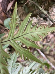 Doryopteris pedata image