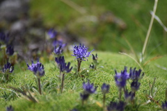 Phyteuma globulariifolium