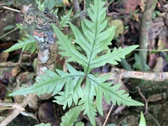 Doryopteris pedata
