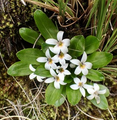 Lysipomia laciniata microsperma