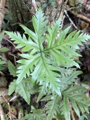 Doryopteris pedata image