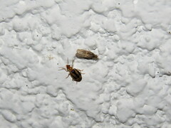 Lebia