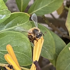 Apis mellifera