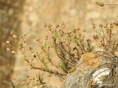 Plantago sempervirens