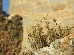 Plantago sempervirens