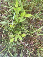 Eupatorium pilosum