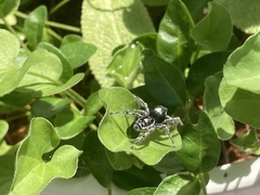 Phidippus putnami