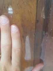 Harmostes fraterculus