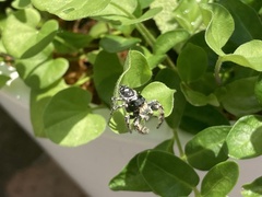 Phidippus putnami