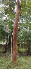 Tachigali odoratissima