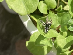 Phidippus putnami